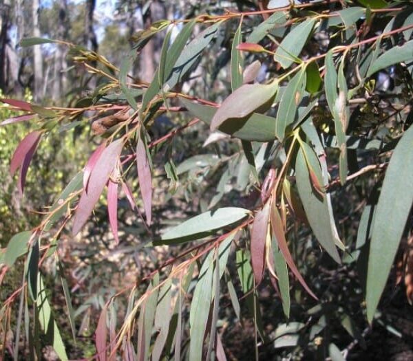 Eucalyptus "Dry White"