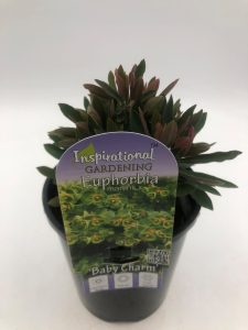 The Euphorbia 'Baby Charm' 6" Pot comes with care instructions included on the tag.