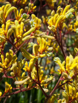 Anigozanthos 'Gold Velvet™' Kangaroo Paw blooms with fuzzy yellow petals and reddish stems in an 8" pot, creating a striking display against a soft-focus natural background.