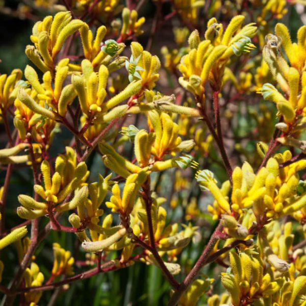 Anigozanthos 'Gold Velvet™' Kangaroo Paw blooms with fuzzy yellow petals and reddish stems in an 8" pot, creating a striking display against a soft-focus natural background.