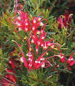 The Grevillea 'Mini Marvel' PBR, with spiky petals and needle-like green leaves, thrives beautifully in a 6" pot, making it a stunning garden addition.
