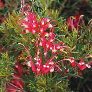 The Grevillea 'Mini Marvel' PBR, with spiky petals and needle-like green leaves, thrives beautifully in a 6" pot, making it a stunning garden addition.