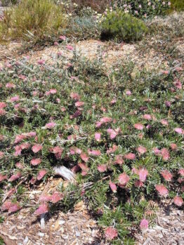 Grevillea "Carpet Layer"
