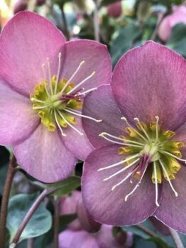 Helleborus "Ice 'n Roses Rose"