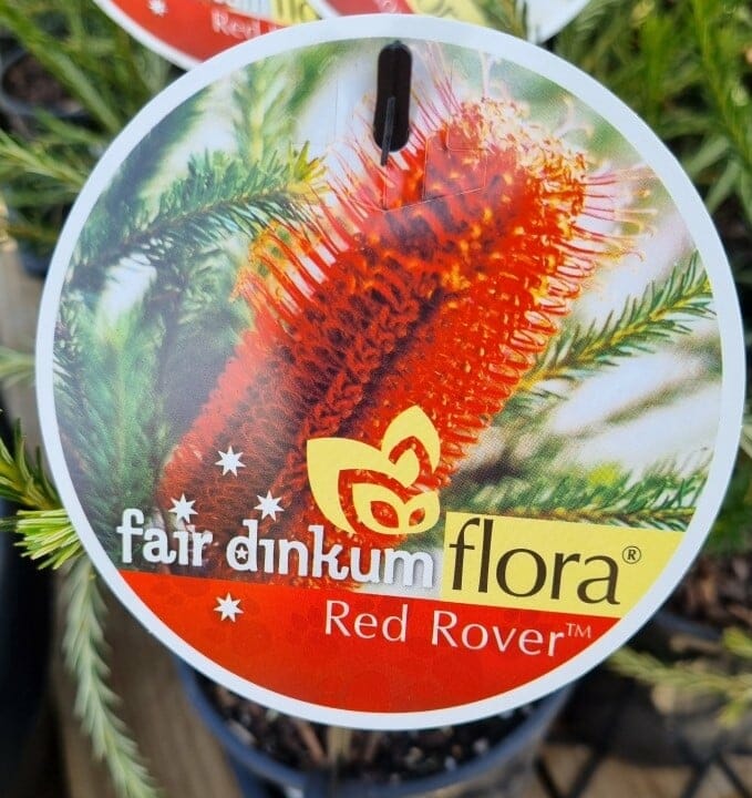 Banksia 'Red Rover' 6" Pot - Image 2