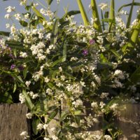 Hardenbergia 'White Out' 6" Pot features a lush white-flowering vine with green leaves cascading over a wooden fence, accented by green and purple plants in natural daylight.