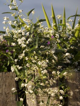 Hardenbergia 'White Out' 6" Pot features a lush white-flowering vine with green leaves cascading over a wooden fence, accented by green and purple plants in natural daylight.