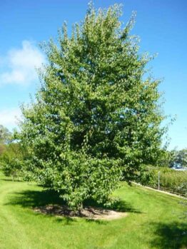 Everscreen Ornamental Pear