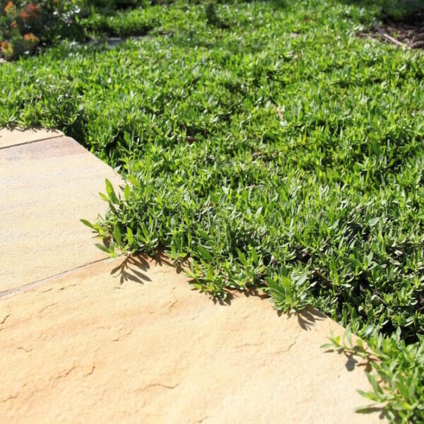 Eremophila "Roseworthy"