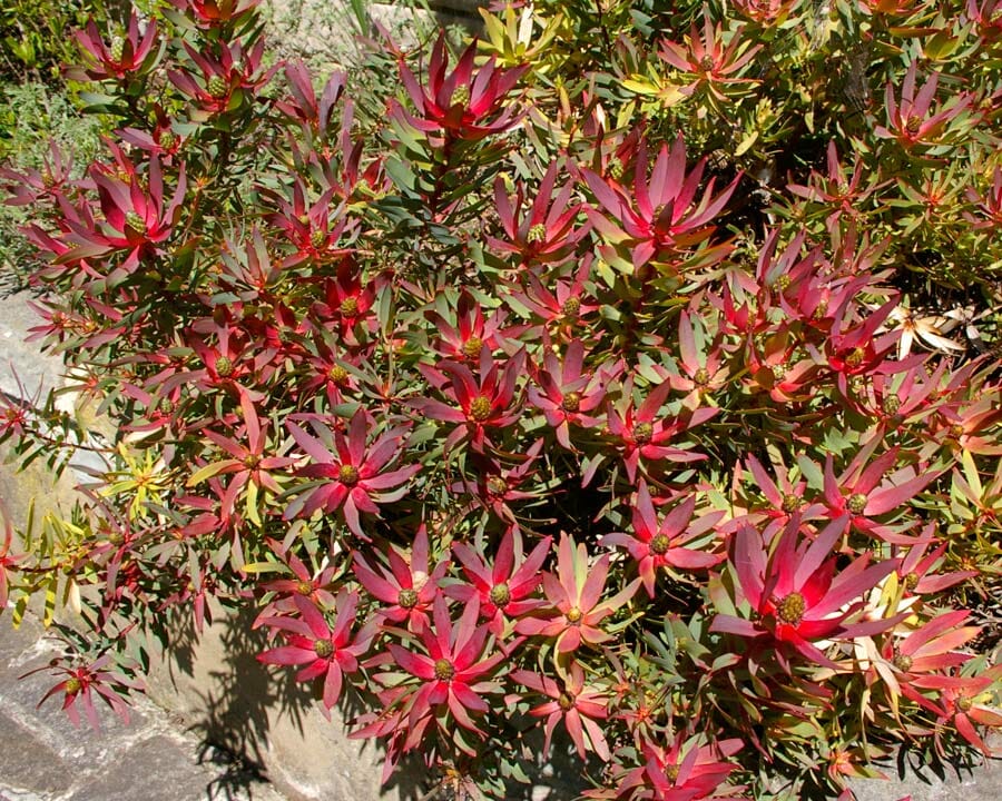Leucadendron "Red Gem"