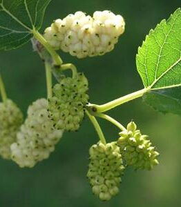 Close-up of a branch featuring unripe white mulberries and vivid green leaves, highlighting the natural beauty of Morus 'White' Mulberry 8" Pot against a softly blurred green backdrop.