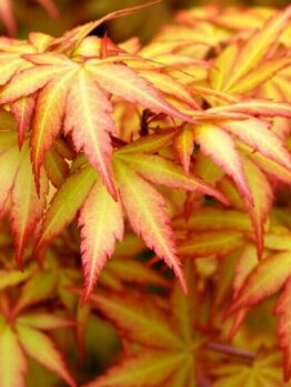 A detailed close-up features overlapping red-tipped, yellow leaves filling the frame, elegantly showcasing the Acer 'Orange Dream' Japanese Maple in all its glory from a 13" pot.