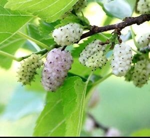 Ripe Morus 'White' mulberries on a branch with green leaves, in a Morus 'White' Mulberry 8" Pot.