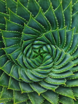 Aloe "Spiral Aloe"
