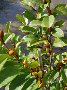 Magnolia "Little Sarah"