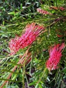 Grevillea Hookeriana "Red Hooks"