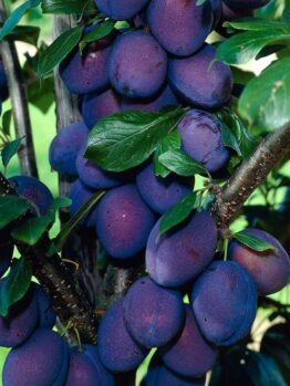 Fruiting Plum "Davidsons"