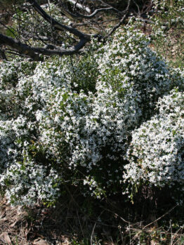 Olearia "Twinkle Little Stars"