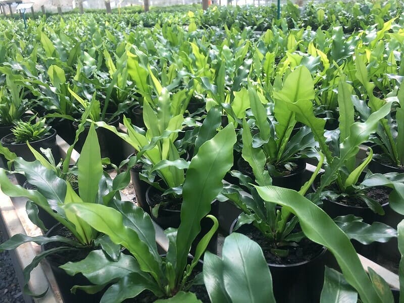 Asplenium 'Birds Nest Fern' 5" Pot - Image 2