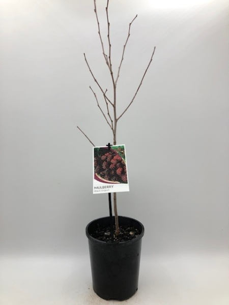 A Morus 'Black' Mulberry plant, showcased in a 6" pot, displays its bare branches against a plain white background.