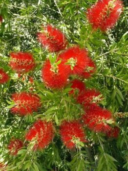 Callistemon 'Mary MacKillop' 10" pot features bright red cylindrical flowers and lush green leaves, embodying Mary MacKillop's vibrant legacy. This bottlebrush plant adds a lively touch to any garden or home.