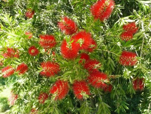 Callistemon 'Mary MacKillop' 10" pot features bright red cylindrical flowers and lush green leaves, embodying Mary MacKillop's vibrant legacy. This bottlebrush plant adds a lively touch to any garden or home.