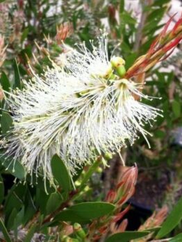 Callistemon "Clearview White"