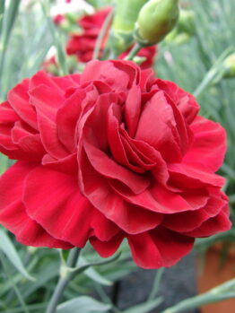 Dianthus "Passion"