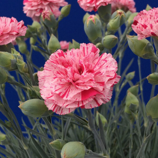 Dianthus "Pinball Wizard"