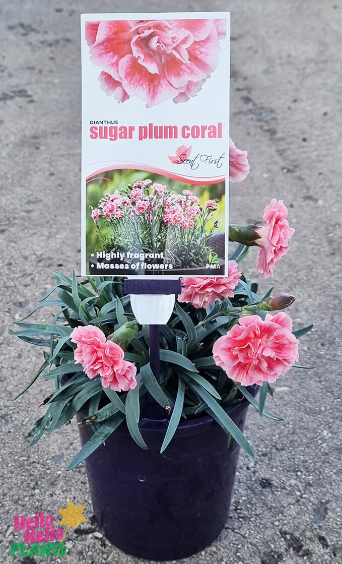 Dianthus 'Sugar Plum' 6" Pot - Image 3