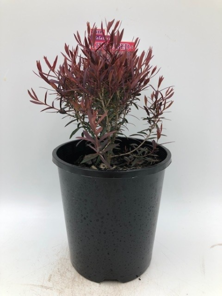 A Melaleuca 'Little Red' PBR Myrtle 6" Pot with thin, reddish-purple leaves is showcased in a black plastic container against a plain white background.
