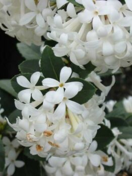Osmanthus "Pearly Gates"