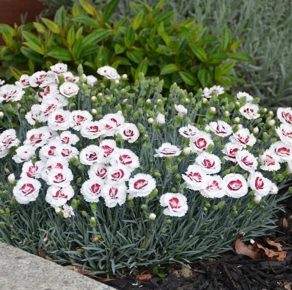 Dianthus "Coconut Sundae"