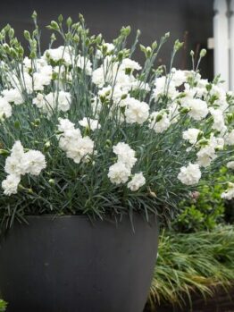 Dianthus "Memories"