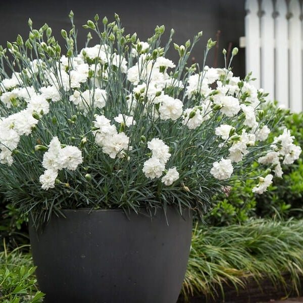 Dianthus "Memories"