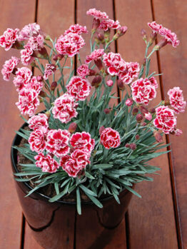 Dianthus "Sugar Plum"