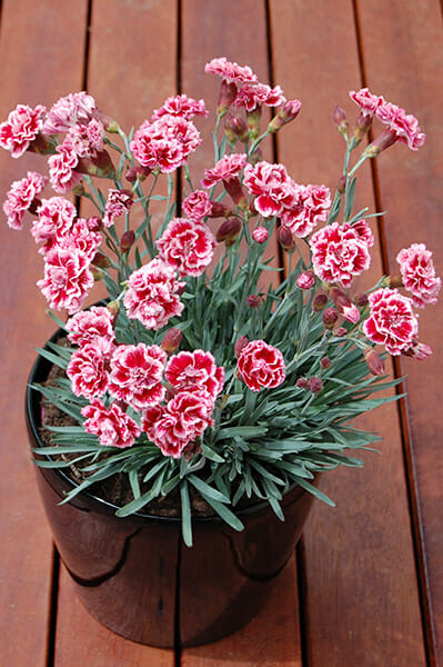 Dianthus "Sugar Plum"