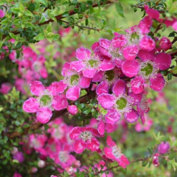 Tea Tree "Riot"