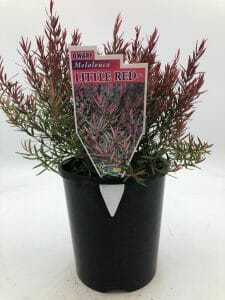 Melaleuca 'Little Red' PBR Myrtle 6" Pot - Image 2