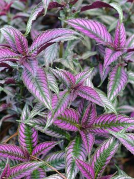 Close-up of Strobilanthes 'Persian Shield' in an 8" pot, featuring elongated, pointed purple and green variegated leaves with vibrant colors.
