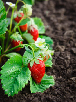 Strawberry 'Sweetheart' 6" Pot