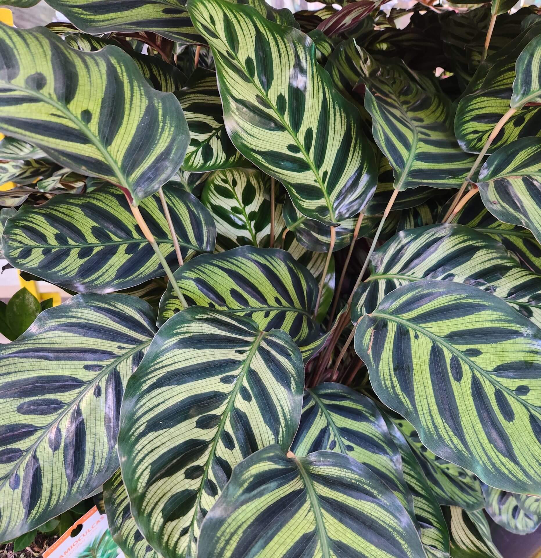 Close-up of lush green Calathea 'Peacock' leaves with striking dark oval patterns and light veins, densely overlapping—an eye-catching houseplant for any space, shown in an 8-inch pot.