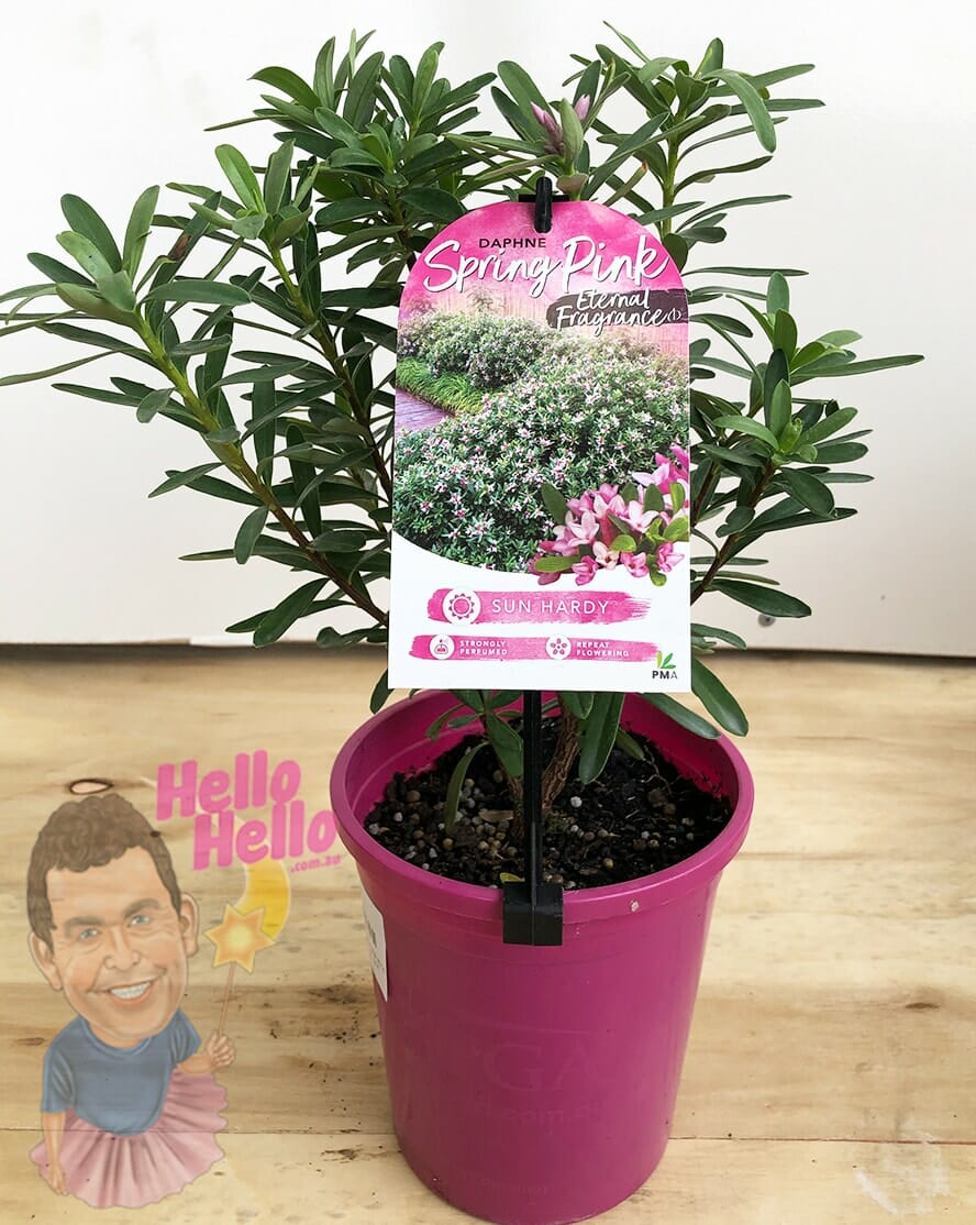 Daphne 'Spring Pink' Eternal Fragrance™ 6" Pot - Image 3