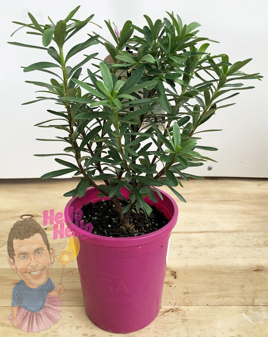 Daphne 'Spring Pink' Eternal Fragrance™ 6" Pot - Image 2