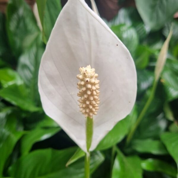 Close-up of Spathiphyllum 'Peace Lily' with a prominent spadix and lush, dark green leaves. This elegant plant adds tranquility and natural beauty to any space.