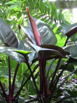 Philodendron "Rojo Congo" 6" Pot @ Hello Hello Plants