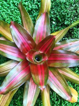 Neoregelia "Orange Crush" @ Hello Hello Plants