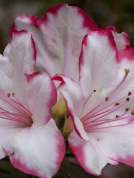 Azalea 'Candy Stripe' @ Hello Hello Plants