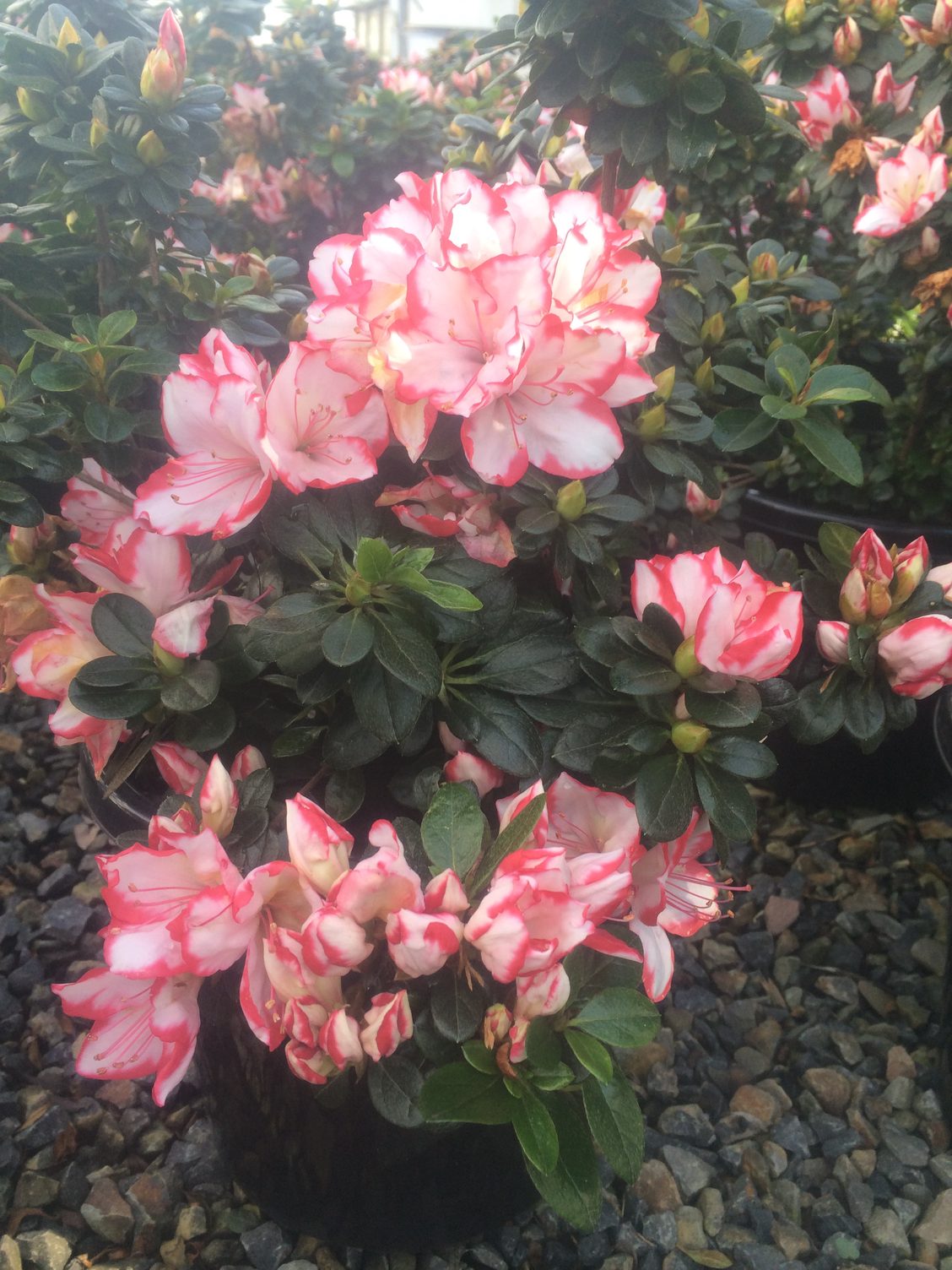 Azalea 'Candy Stripe' 8" Pot - Image 3