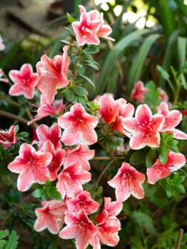 A cluster of Azalea 'Mrs Kint' flowers display pink and white blooms amid green leaves, with softly blurred foliage in the background.